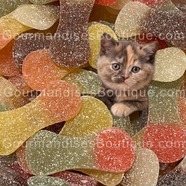 Sucrerie/bonbon langue de chaton - Gourmandise qui nous rappelle notre enfance.